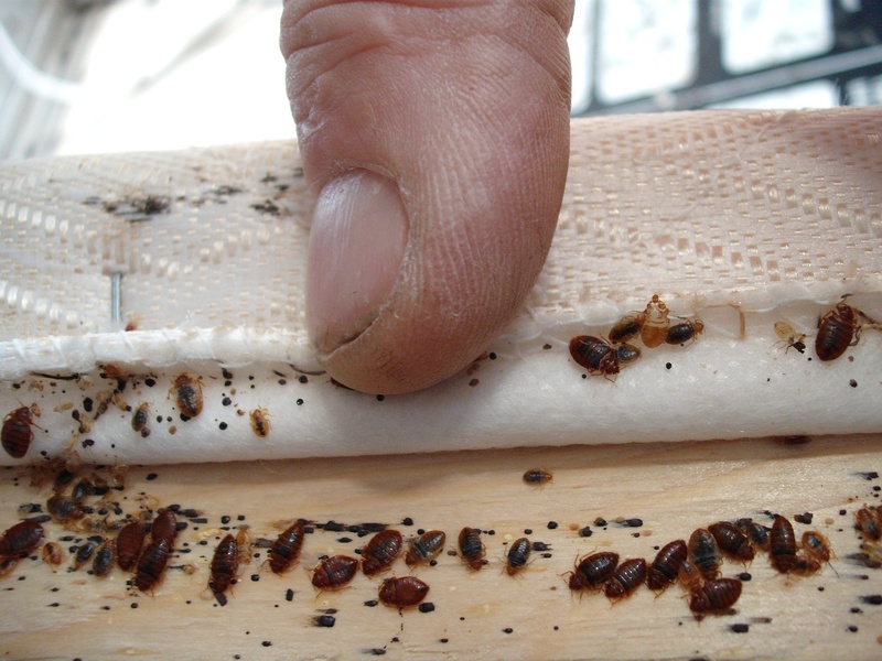 The Role of Bed Bug Exterminators in Long-Term Pest Prevention
